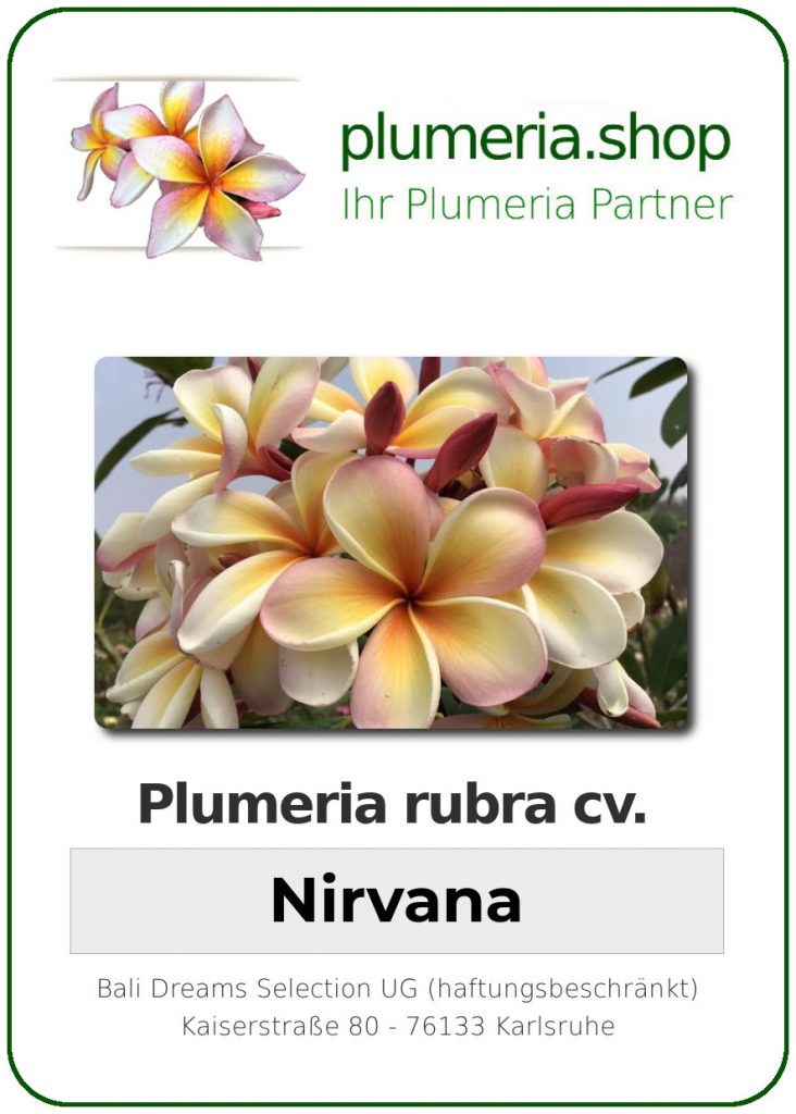 Plumeria rubra "Nirvana"