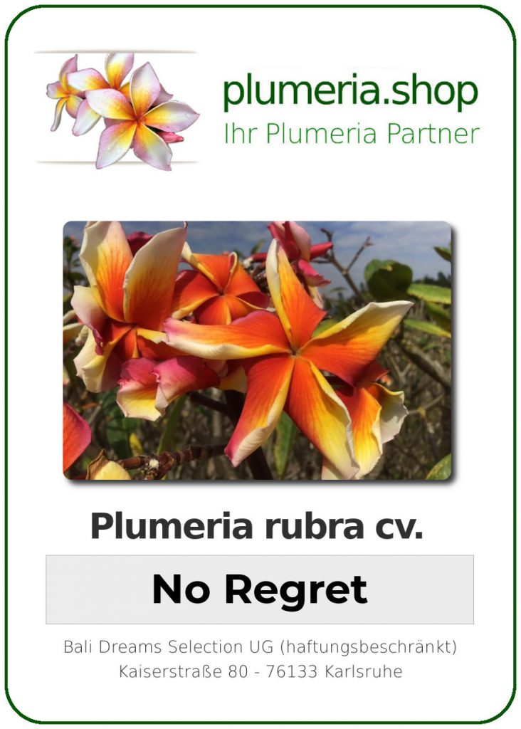 Plumeria rubra cv. "No Regret" - unbewurzelter Steckling