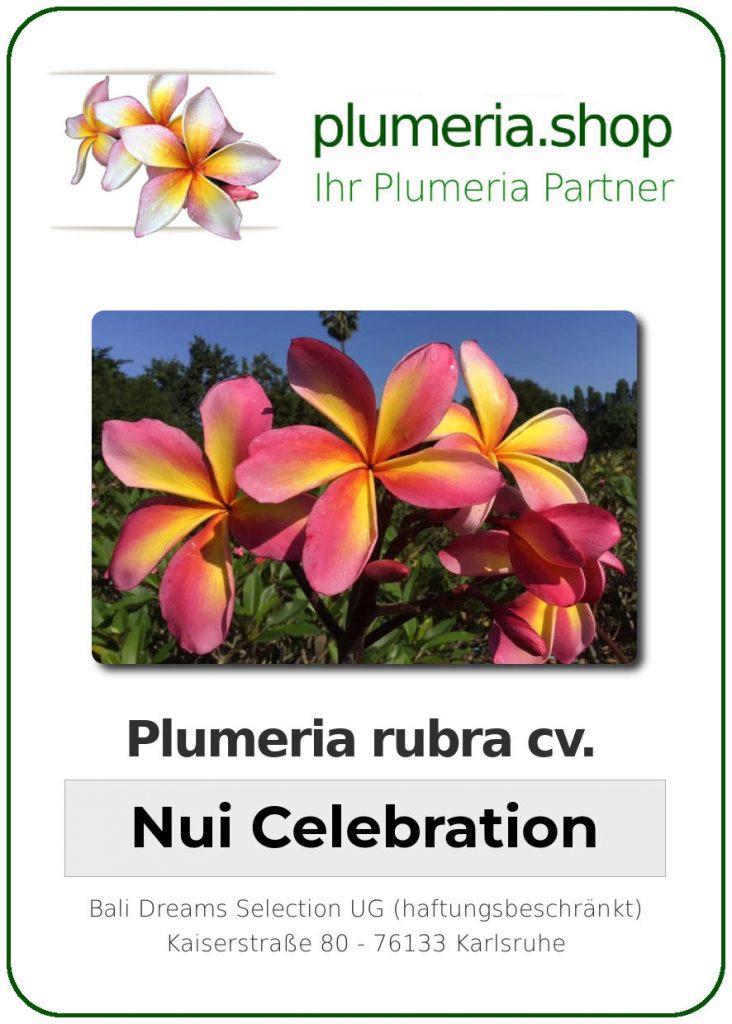 Plumeria rubra "Nui Celebration"