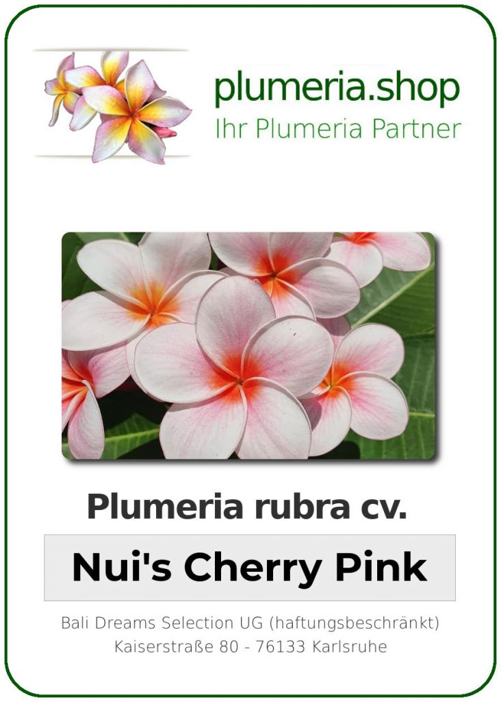 Plumeria rubra "Cherry Pink"