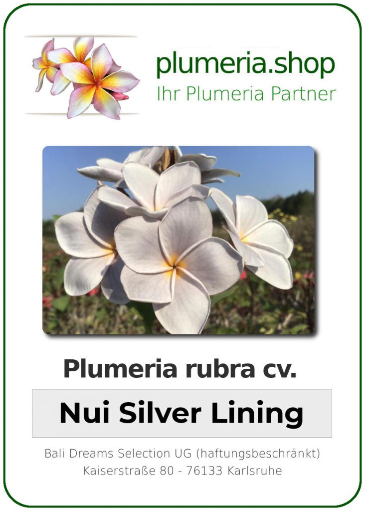 Plumeria rubra "Nuis Silver Lining"