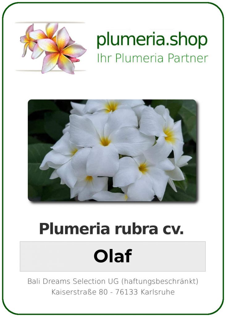 Plumeria rubra "Olaf"
