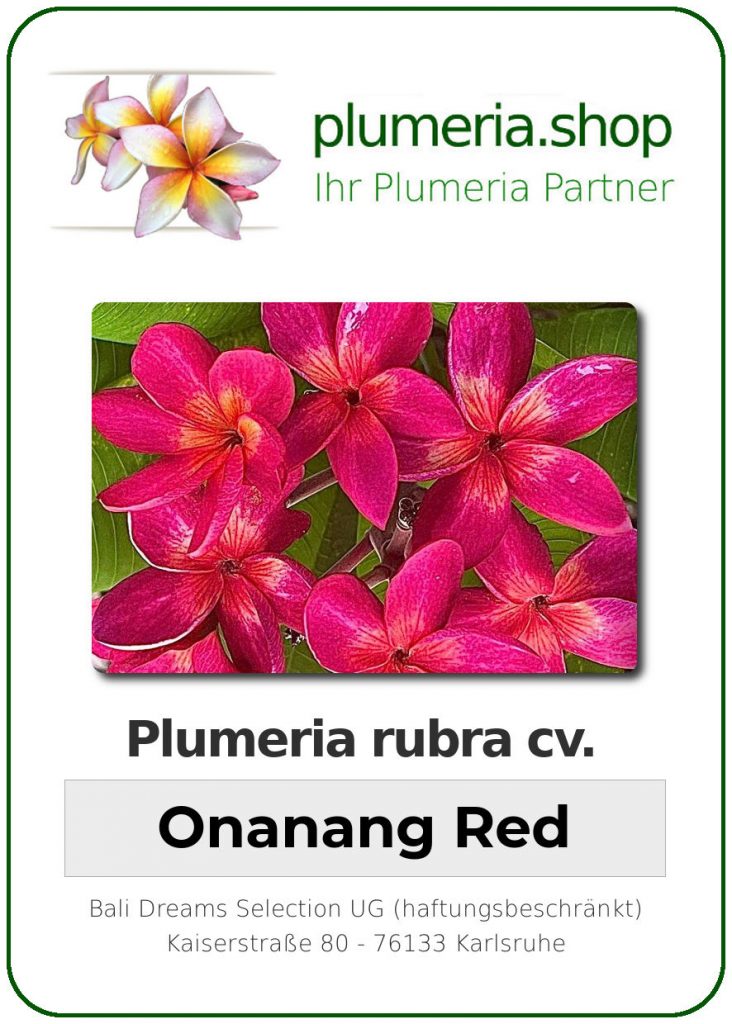 Plumeria rubra "Onanang Red"