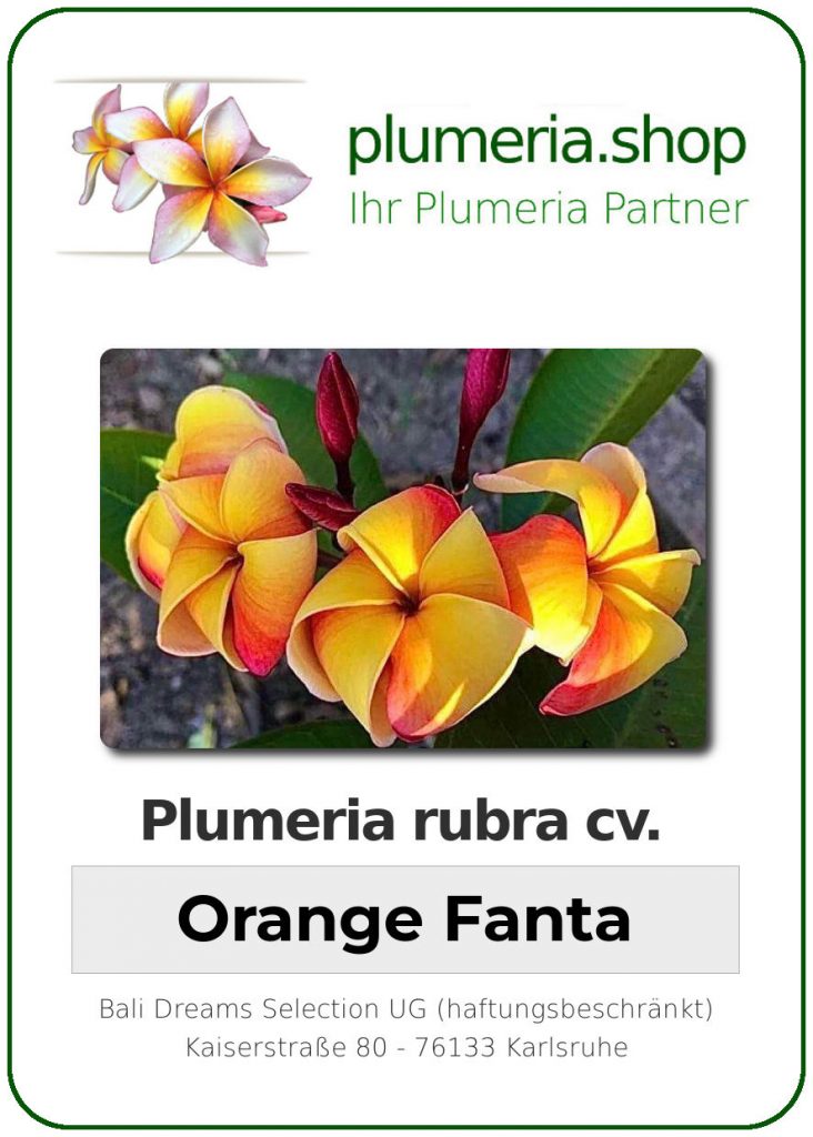 Plumeria rubra cv. "Orange Fanta" - unbewurzelter Steckling