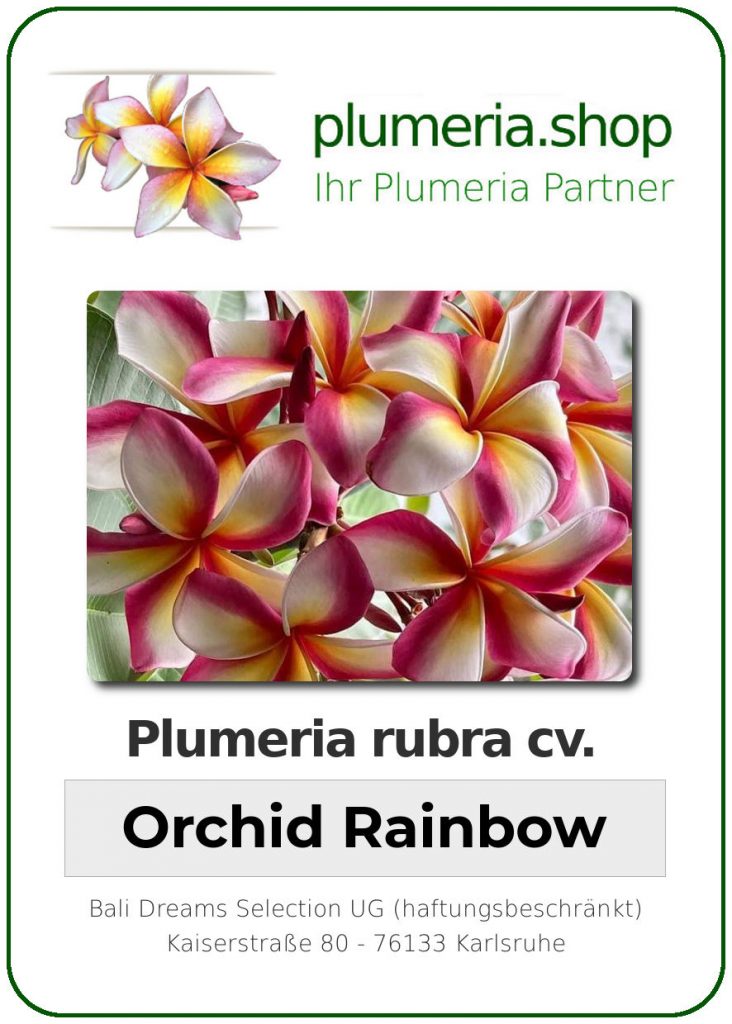 Plumeria rubra "Orchid Rainbow"