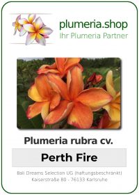 Plumeria rubra - "Perth Fire"