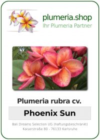 Plumeria rubra - "Phoenix Sun"