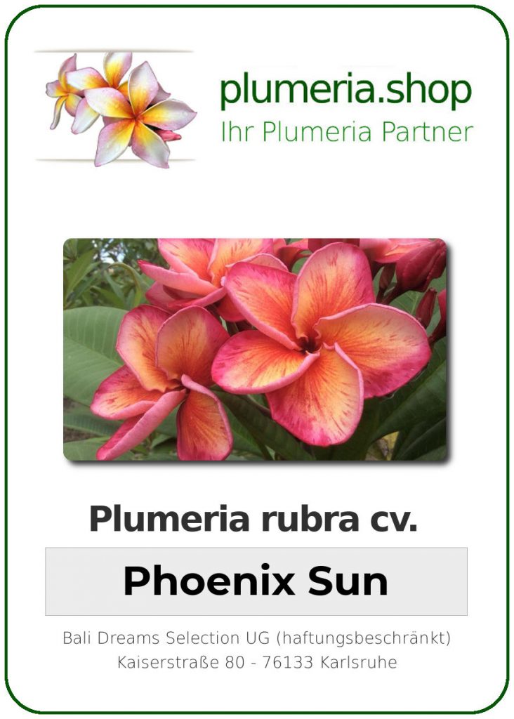 Plumeria rubra "Phoenix Sun"