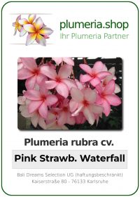 Plumeria rubra - &quot;Pink Strawberry Waterfall&quot;