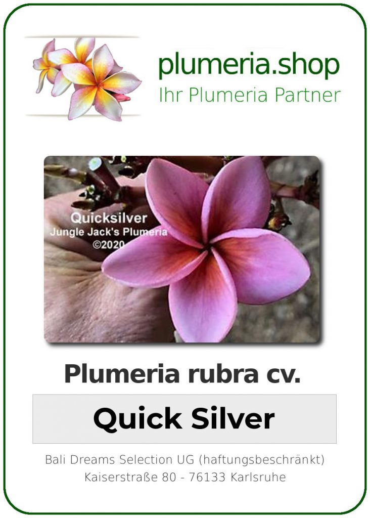 Plumeria rubra "Quicksilver"