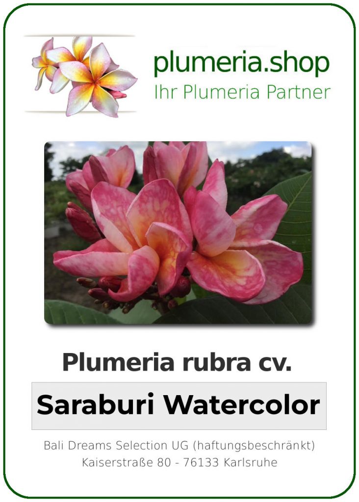 Plumeria rubra "Saraburi Watercolor"