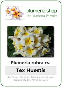 Plumeria rubra - "Tex Huestis"