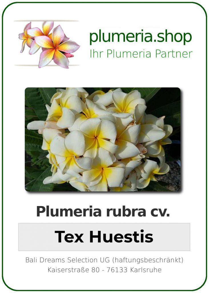 Plumeria rubra "Tex Huestis"