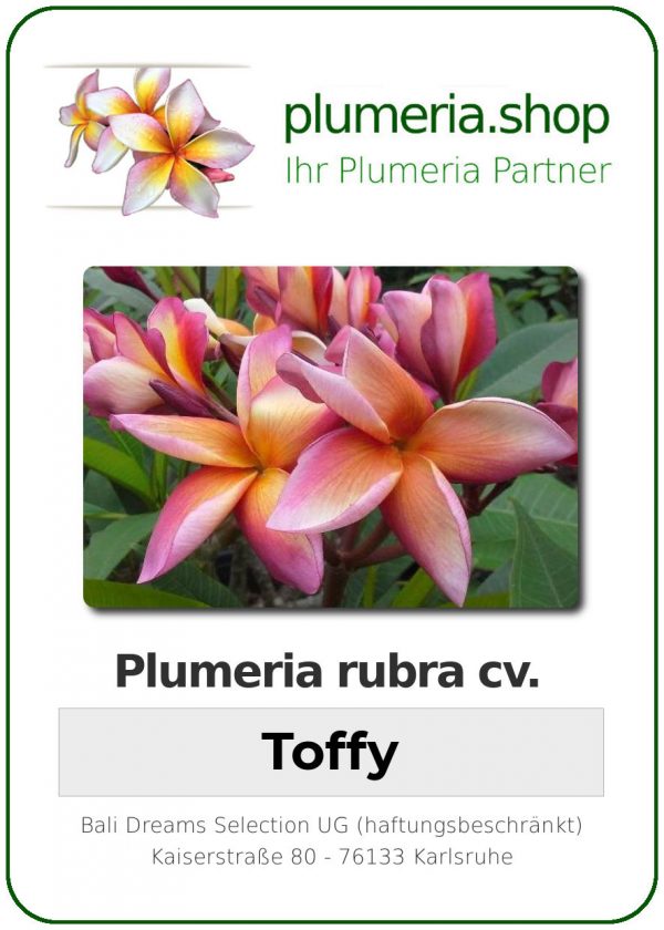 Plumeria rubra - "Toffy"