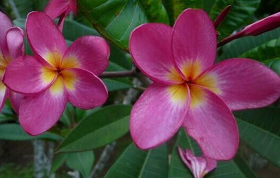 Plumeria rubra "Vienna Rose"