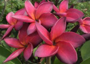 Plumeria rubra "Amarisa"
