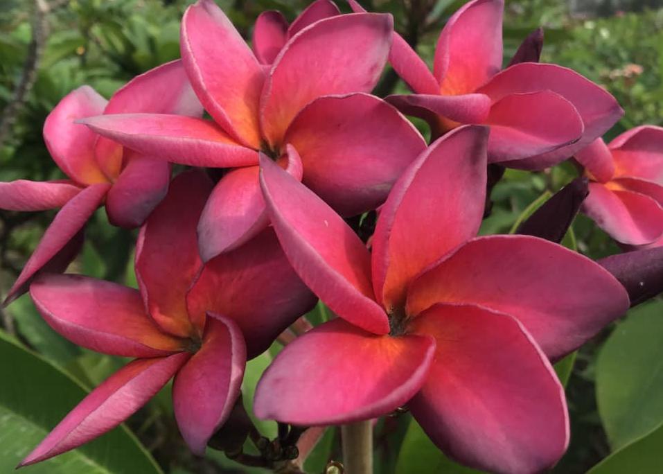 Plumeria rubra 'Amarisa'