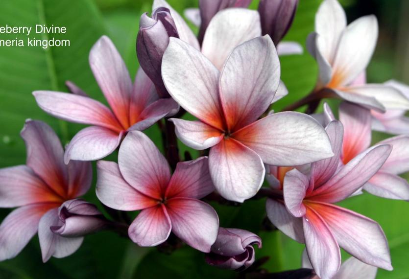 Plumeria rubra "Blueberry Divine"