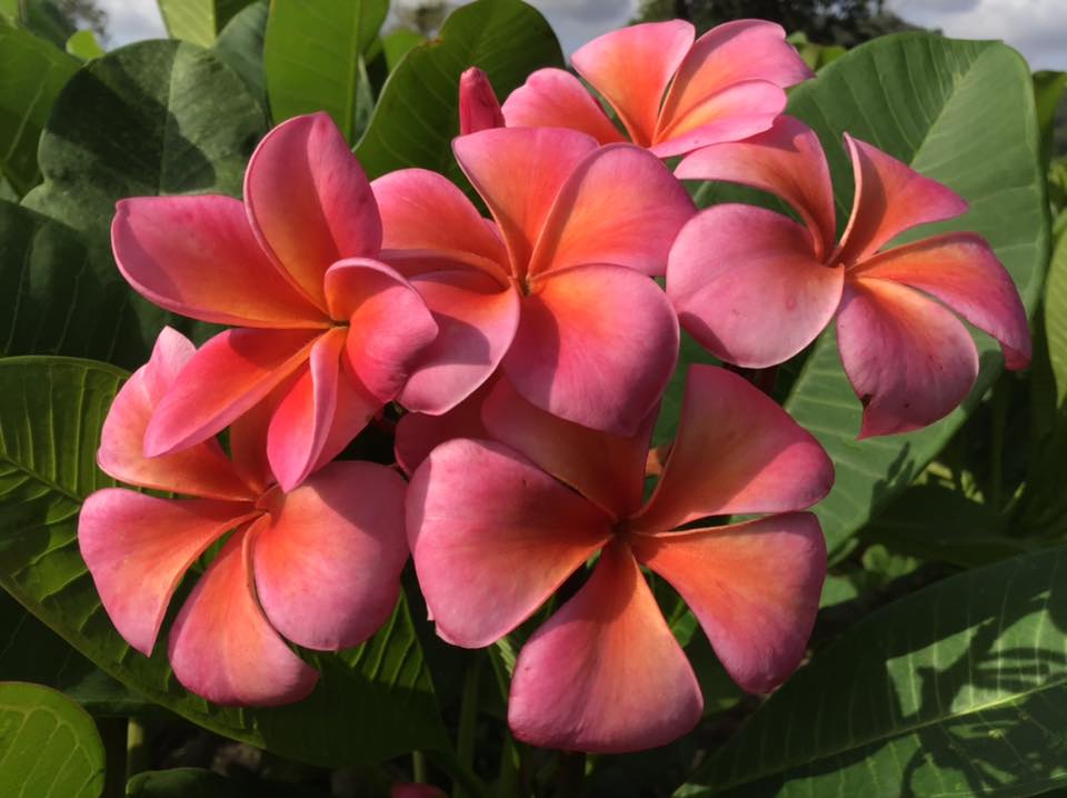 Plumeria rubra "Cowa Bunga"