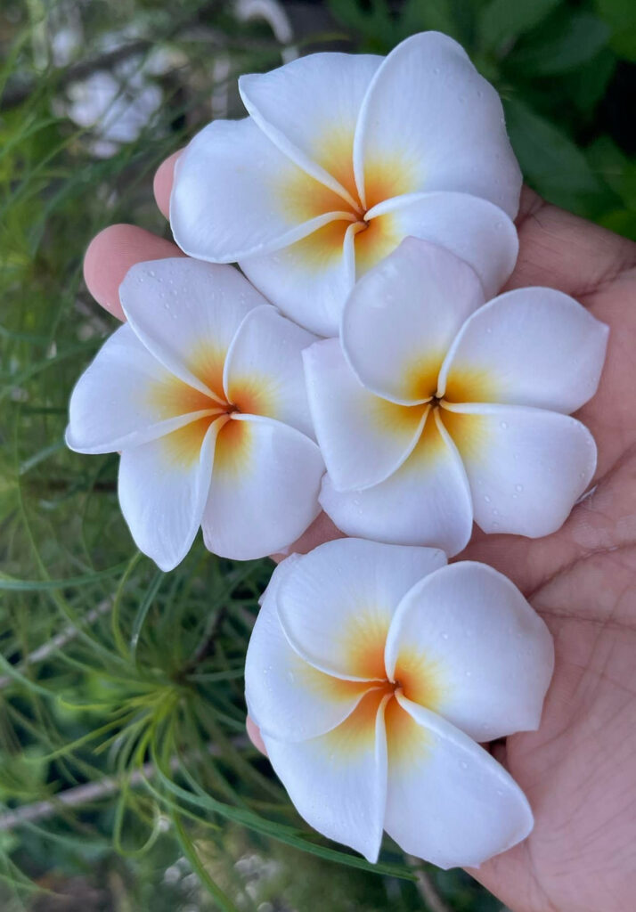 Plumeria obtusa "Gaan"