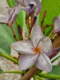 Plumeria rubra "Kledsama Cloud"