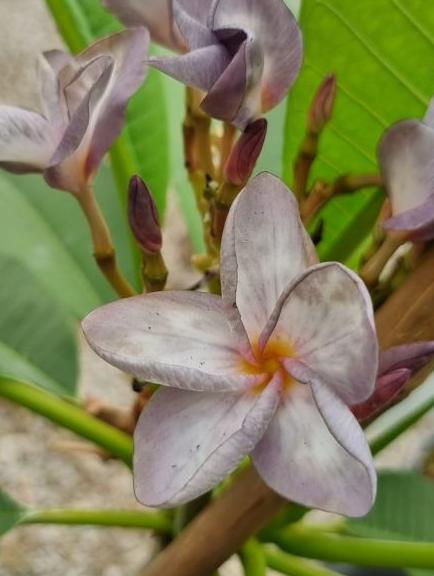 Plumeria rubra "Kledsama Cloud"