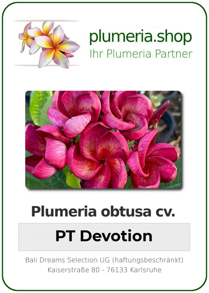 Plumeria rubra "PT Devotion"