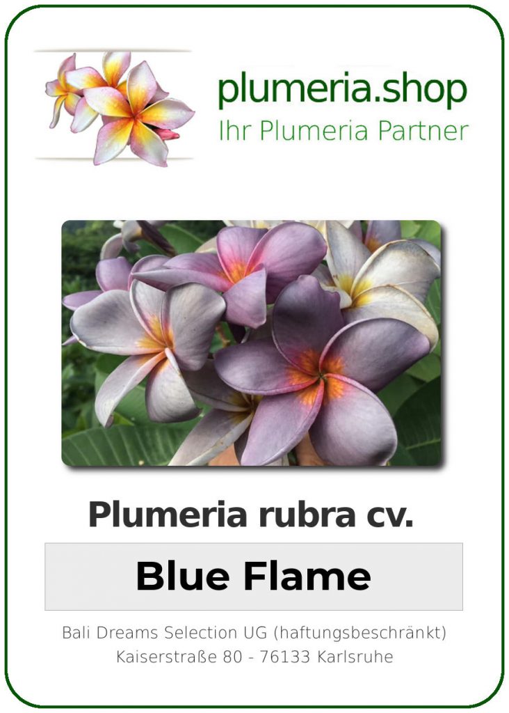 Plumeria rubra "Blue Flame"