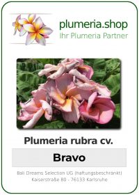 Plumeria rubra - "Bravo"