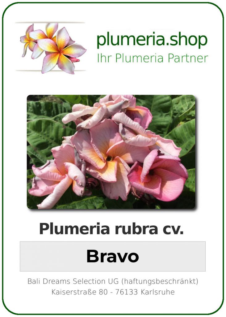 Plumeria rubra "Bravo"