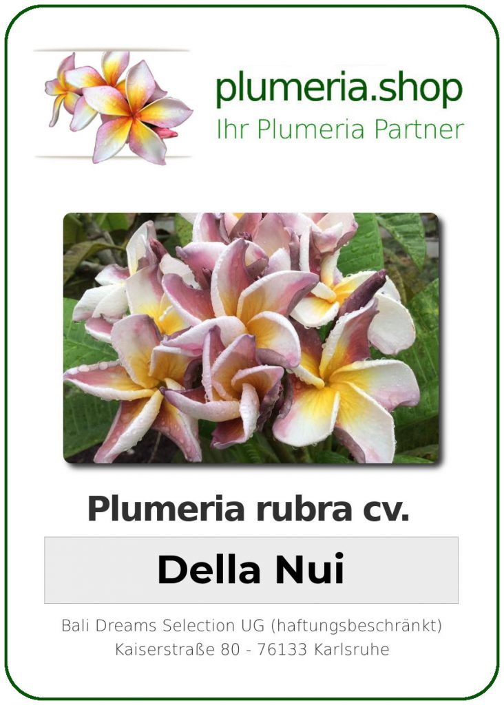 Plumeria rubra "Della Nui"