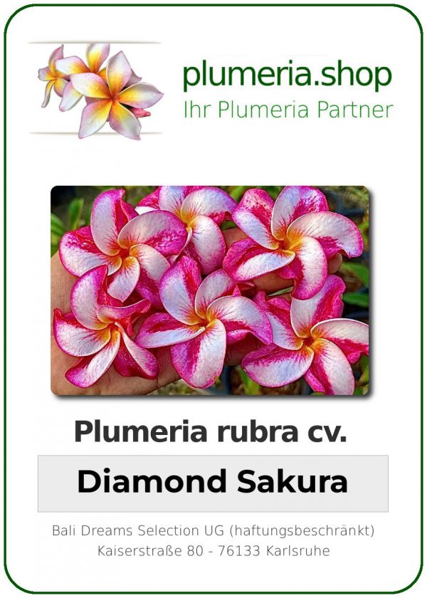 Plumeria rubra - "Diamond Sakura"