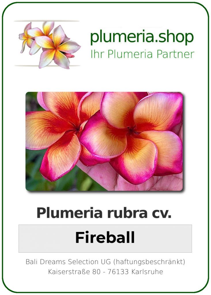 Plumeria rubra "Fireball", wurzelnackt
