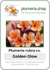 Plumeria rubra - "Golden Glow"