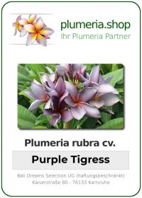 Plumeria rubra - "Purple Tigress"