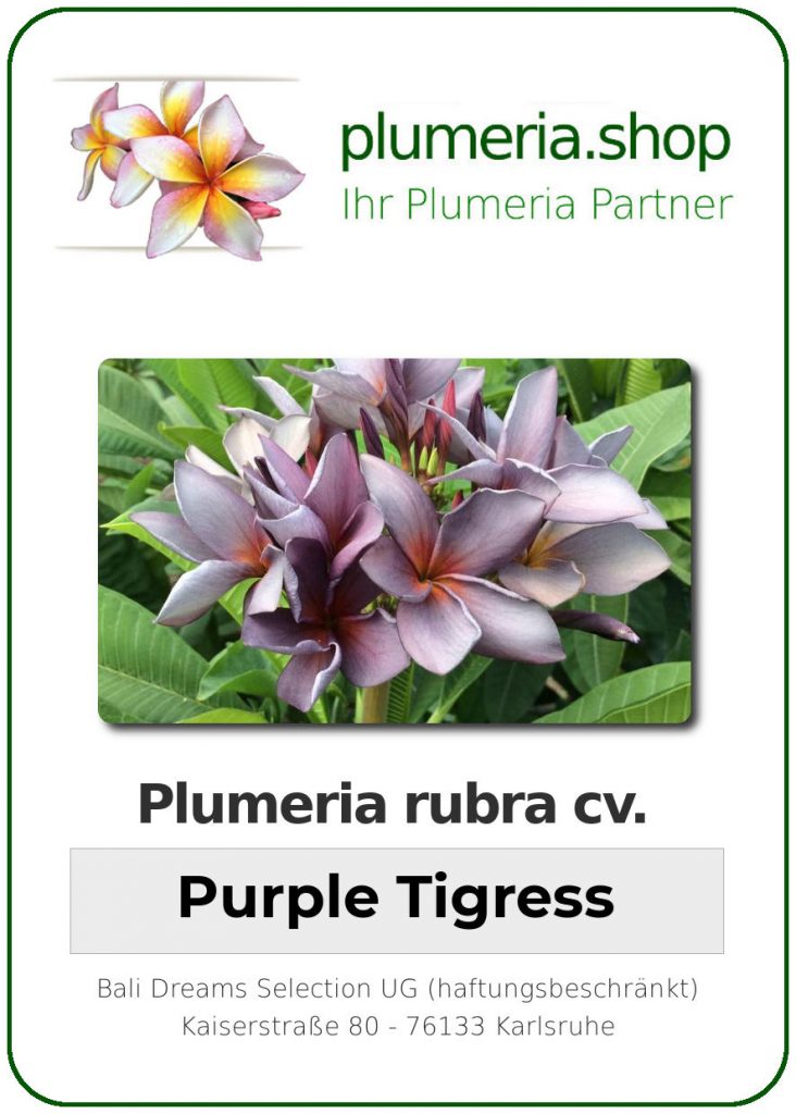 Plumeria rubra "Purple Tigress"