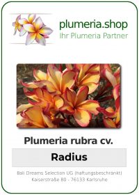 Plumeria rubra - "Radius"