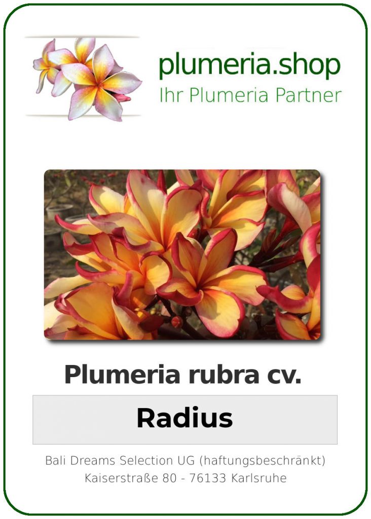 Plumeria rubra "Radius"