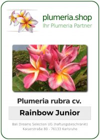 Plumeria rubra - &quot;Rainbow Junior&quot;