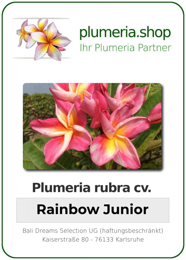Plumeria rubra "Rainbow Junior"