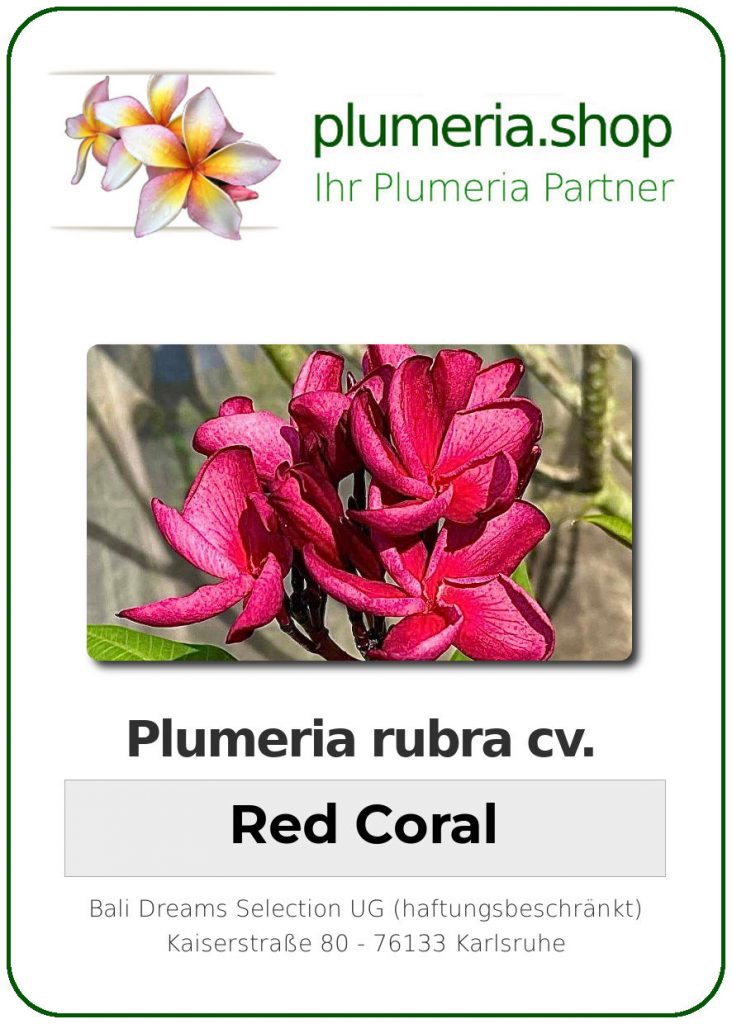Plumeria rubra "Red Coral" - wurzelnackt