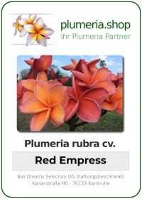 Plumeria rubra - "Red Empress"