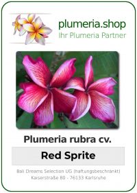 Plumeria rubra - &quot;Red Sprite&quot;