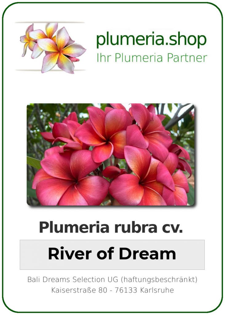 Plumeria rubra "River of Dream"