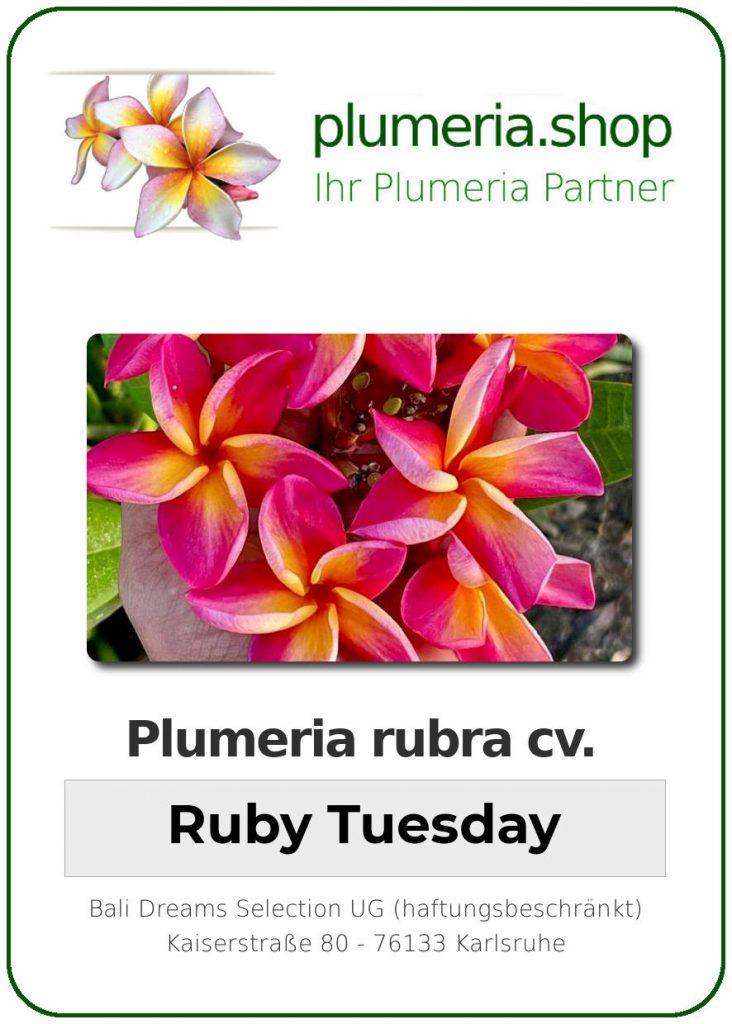 Plumeria rubra "Ruby Tuesday"