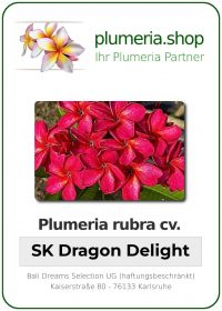 Plumeria rubra - &quot;SK Dragon Delight&quot;