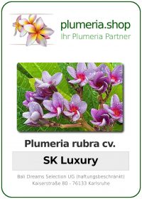 Plumeria rubra - "SK Luxury"