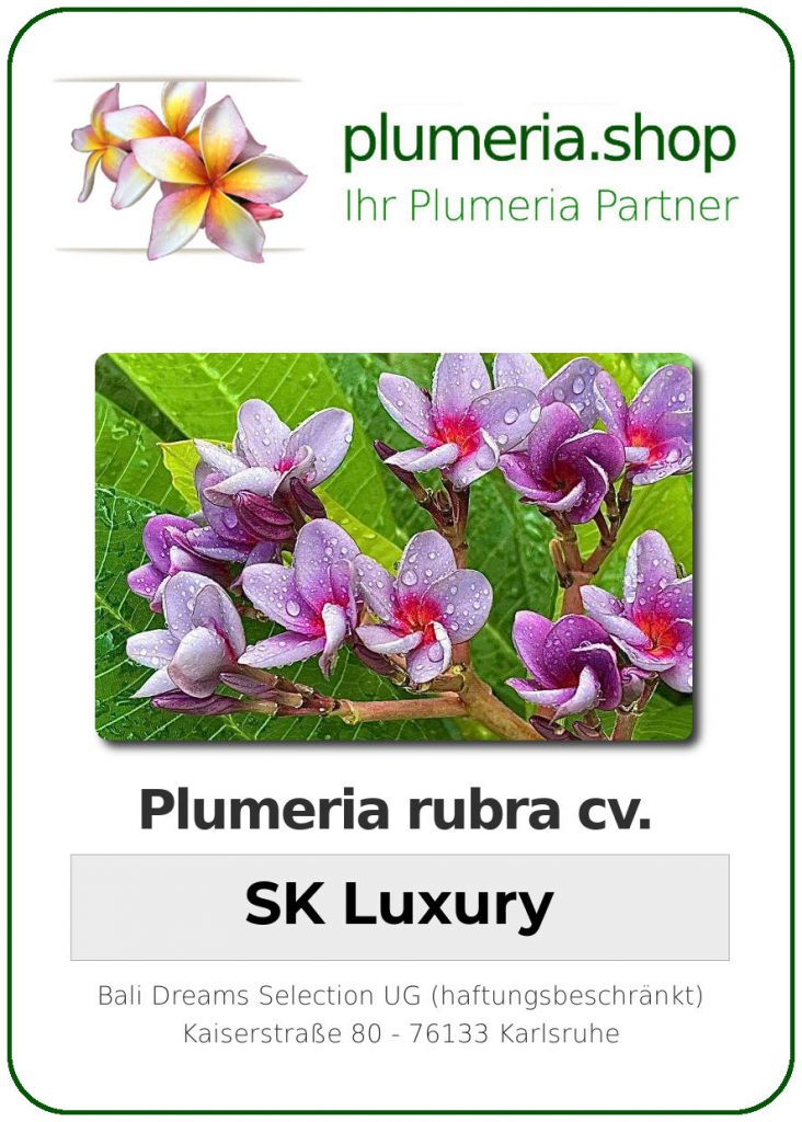 Plumeria rubra "SK Luxury"