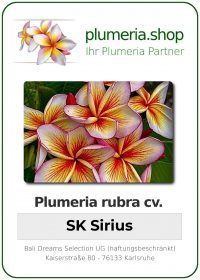 Plumeria rubra - "SK Sirius"