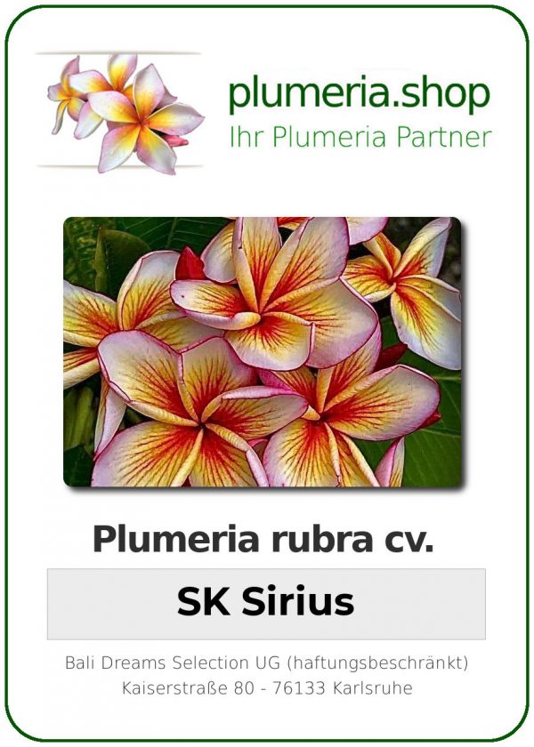 Plumeria rubra - "SK Sirius"